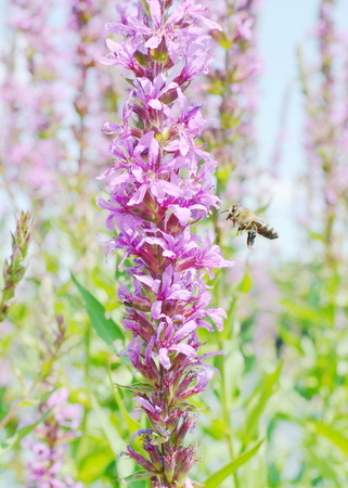 spotted orchidの写真素材