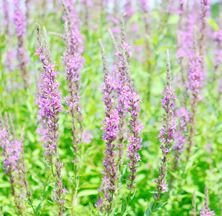 spotted orchidの写真素材