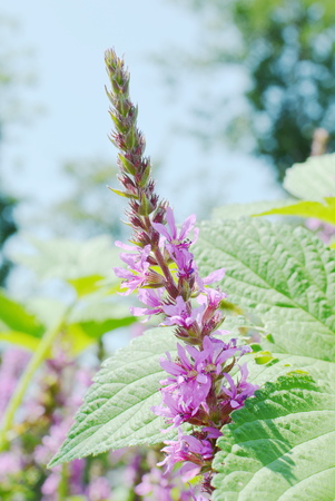 spotted orchidの写真素材