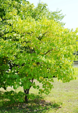 Park