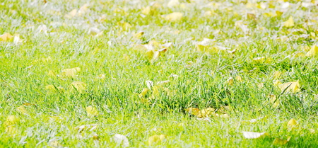 grass