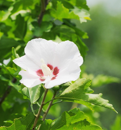 summer flower whiteの写真素材