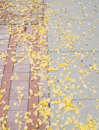 Brick pavement blocks with leavesの写真素材