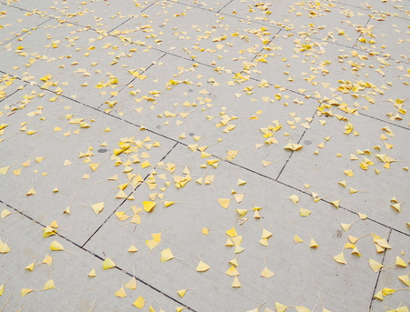 Dry leaf pattern detail