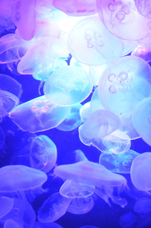 Group of light blue jellyfishの写真素材