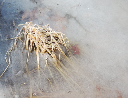 Winter grassの写真素材