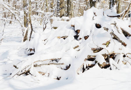 Firewood covered snowの写真素材