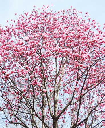 Magnolia blossomの写真素材