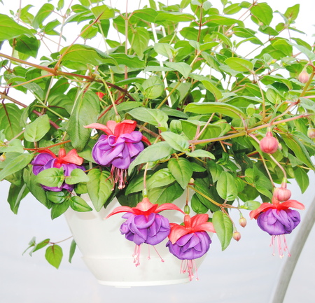 fuchsia flowersの写真素材
