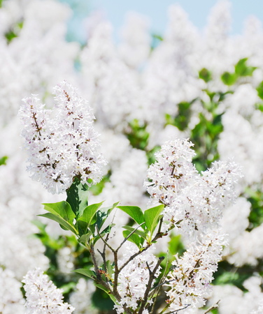 White lilac flowersの写真素材