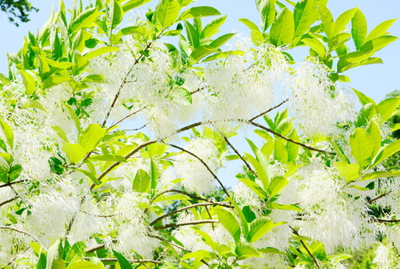 tree blossom