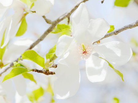 Magnolia tree blossomの写真素材