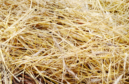 The natural texture of dry strawの写真素材