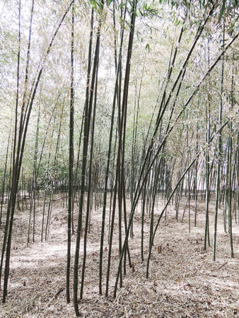 Bamboo forestの写真素材