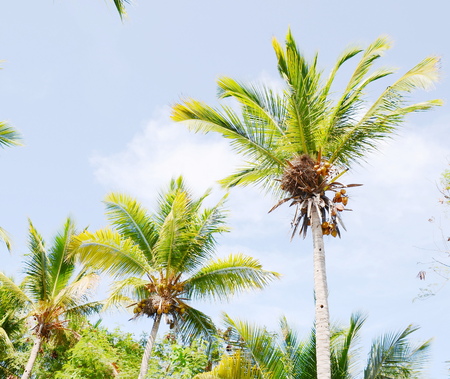 palm tree