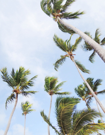 Palm tree
