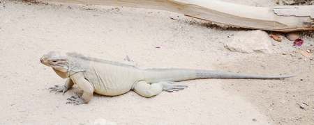 Rhinoceros iguanaの写真素材