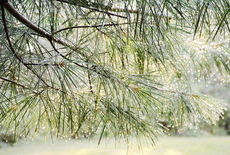 Green pine branch after rain