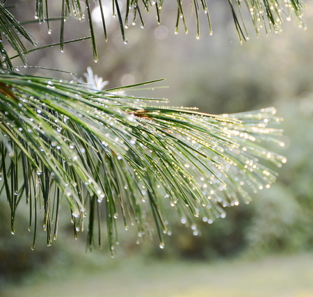 Green pine branch after rain