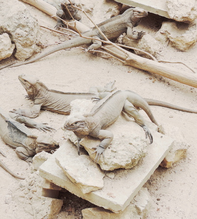 Rhinoceros iguanaの写真素材