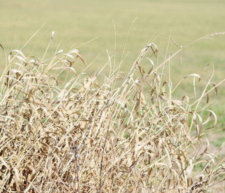 Dry grassの写真素材