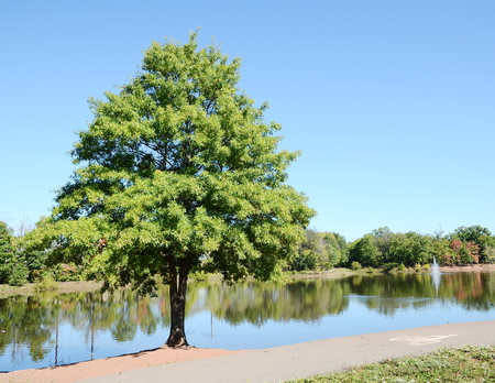 Acorn treeの写真素材