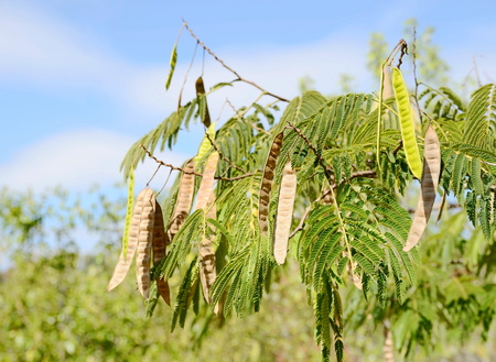 Acaciaの写真素材