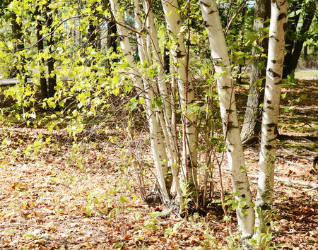 Birch treeの写真素材