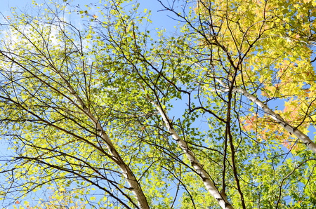 Autumn treeの写真素材