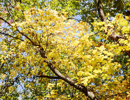 Autumn treeの写真素材