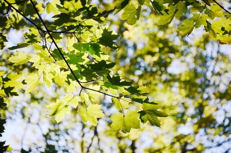 Maple treeの写真素材