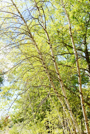 Birch treeの写真素材