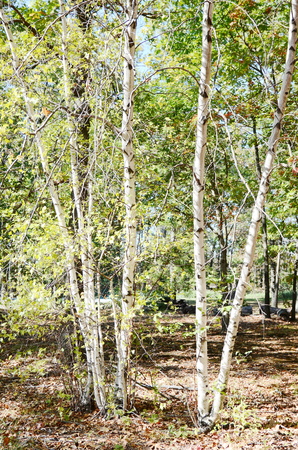 Birch treeの写真素材