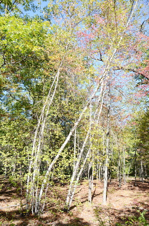 Birch treeの写真素材