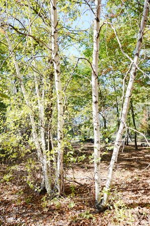 Birch treeの写真素材