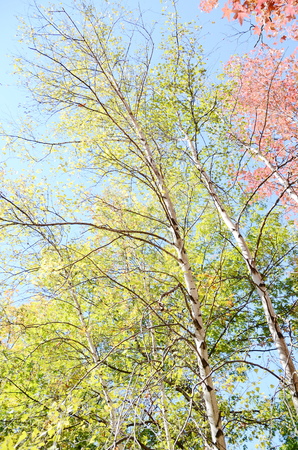 Birch treeの写真素材