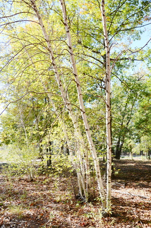 Birch treeの写真素材