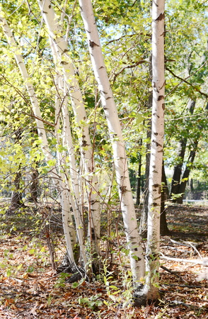 Birch treeの写真素材