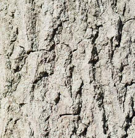 tree bark textureの写真素材
