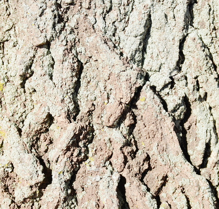 tree bark textureの写真素材