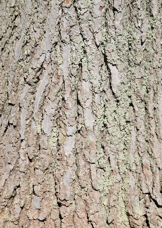 tree bark textureの写真素材