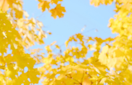 Blurred autumn backgroundの写真素材