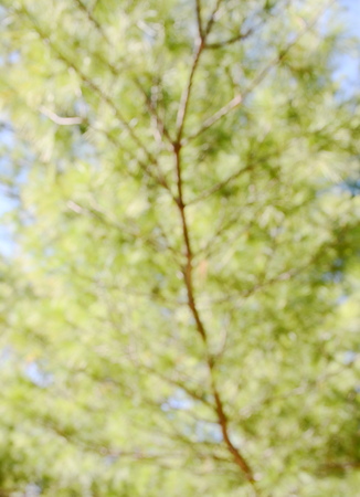 Blurred green backgroundの写真素材
