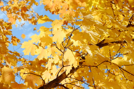 Maple tree
