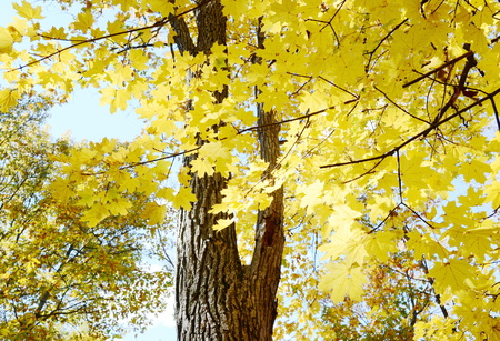 Tree bark textureの写真素材