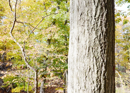 Tree bark textureの写真素材
