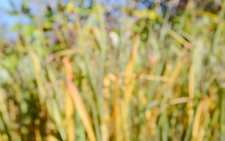 Blurred dry grassの写真素材