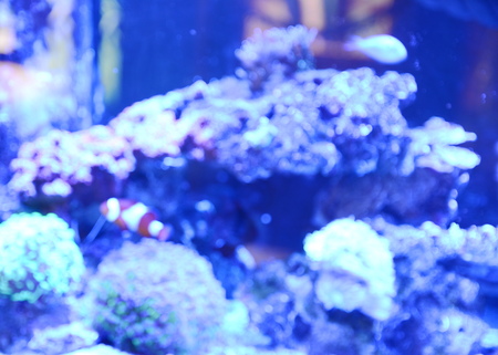 Blurred aquarium backgroundの写真素材