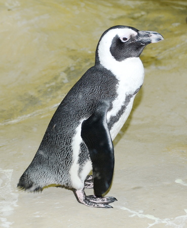 penguinの写真素材