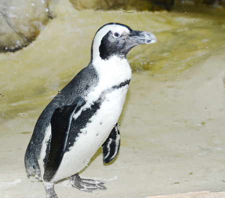 penguinの写真素材
